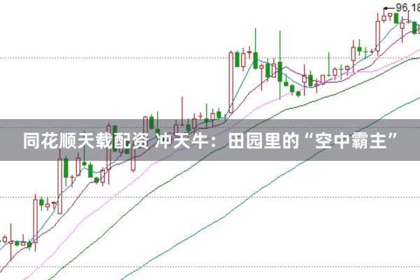 同花顺天载配资 冲天牛：田园里的“空中霸主”